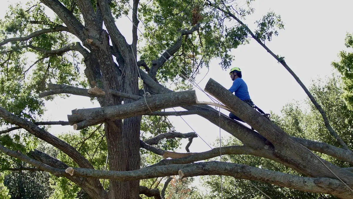 Professional Hazardous Tree Removal performed by certified arborists in Vincent