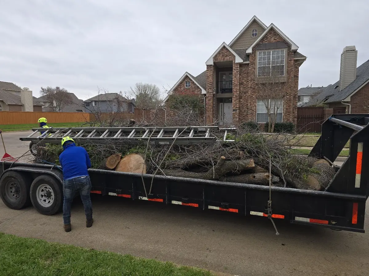 Expert Tree Pest Control with proper safety equipment in Vincent